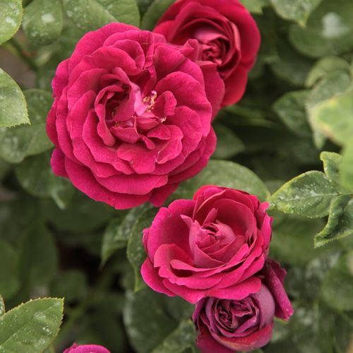 Gärtnerei - Rosa Souvenir du Docteur Jamain - violett - hybrid perpetual rosen - diskret duftend - François Lacharme - Auf ihren fast dornenlosen Trieben blühen durchgehend lilarote Blüten.